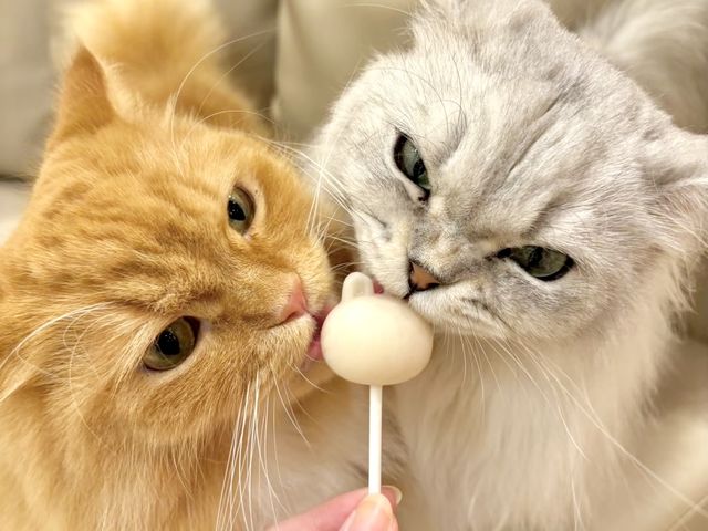 猫ちゃん専用のおやつも販売しております。_猫カフェ MOCHA 宮崎橘通店