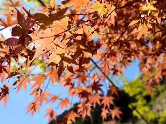 関西風景100選にも選ばれる紅葉も楽しみながらバーベキューも出来ます。_MONJUNO FUKUCHI