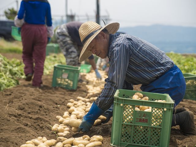 静岡県初のGIを取得した三島馬鈴薯。6月から7月にかけ一斉に手掘りによる収穫が行われる。_JAふじ伊豆