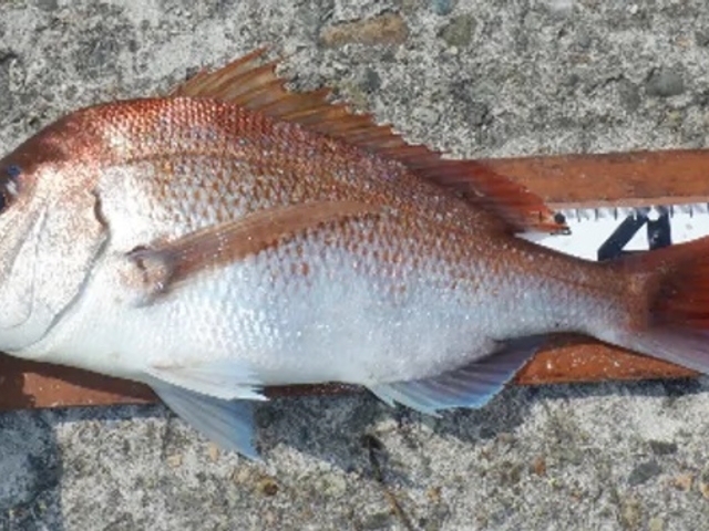 マダイもチャンス!_釣り東北