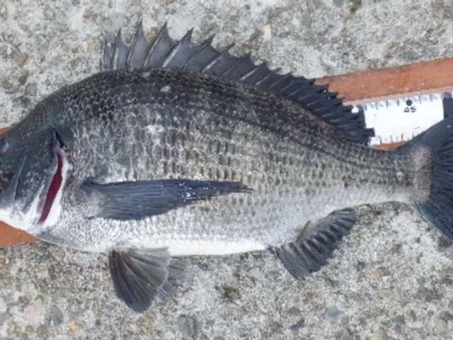 クロダイの魚影も濃い!_釣り東北