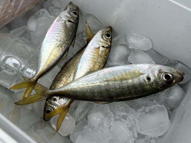 北防のアジは大きい!_釣り東北