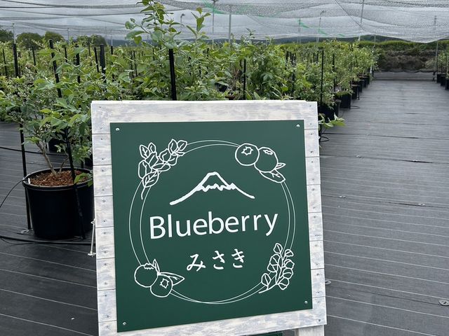 ブルーベリーみさき