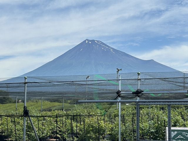 晴れると富士山が目の前に見えます。_ブルーベリーみさき