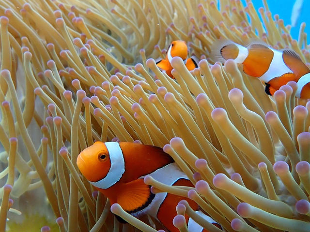 クマノミ_宮古島マリンガイド白ひげ