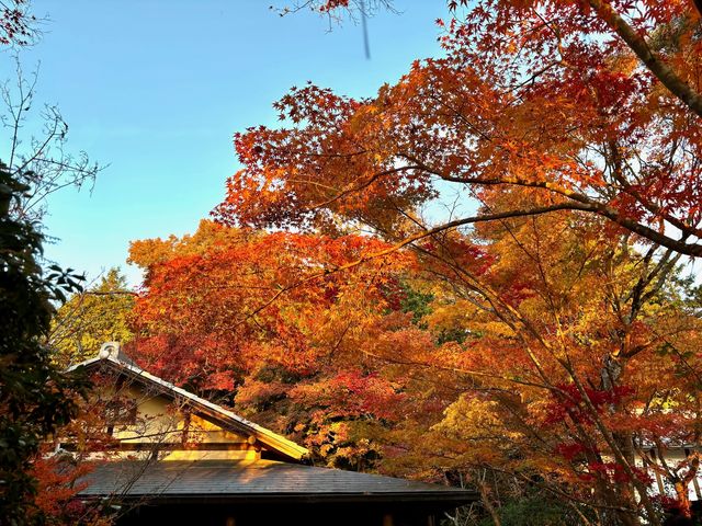 当館茶室の紅葉_青山讃頌舎