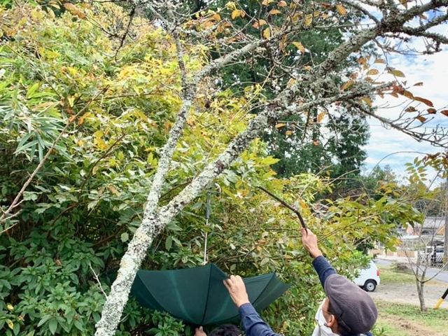 むかごの採取実演_青山讃頌舎