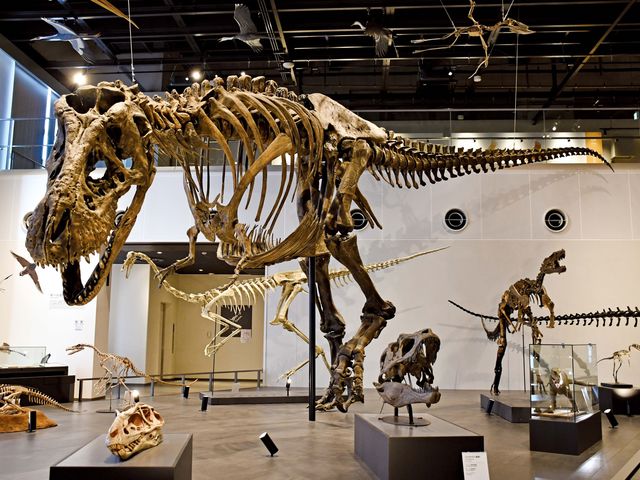 全長約13mのティラノサウルス(愛称:トリックス)の全身骨格レプリカが、国内で唯一展示されています。_ベネックス恐竜博物館(長崎市恐竜博物館)