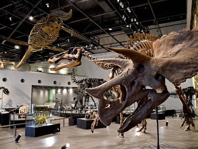 トリケラトプスの角や鎧竜の皮骨の実物化石を触ることができます。_ベネックス恐竜博物館(長崎市恐竜博物館)