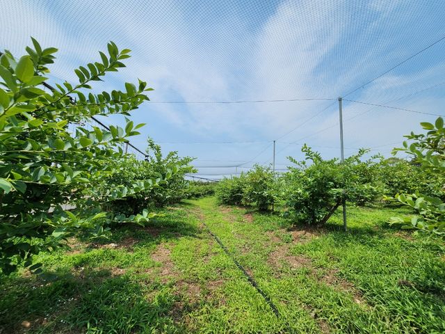 大きな空と太陽の恵みを受けて育ったブルーベリー果樹園で広々ゆっくりと楽しんでください。_T&T ベリーファーム