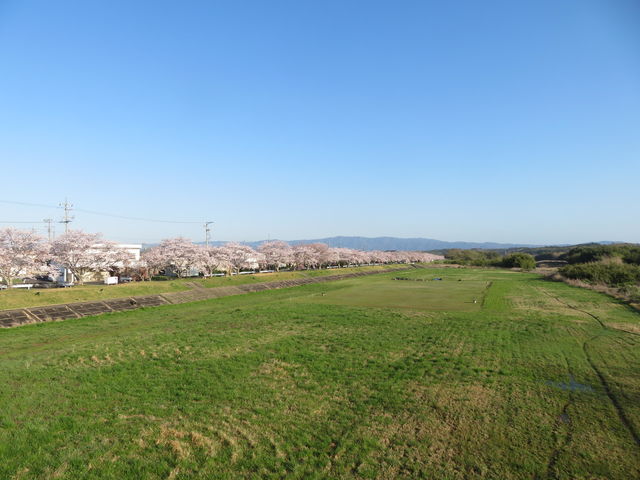 工房から桜並木が見えます。_手づくり木工房『春と木の風』