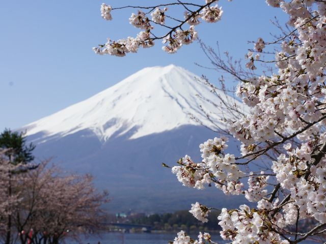 春の富士山には桜が似合いますね_fujisanbike studio