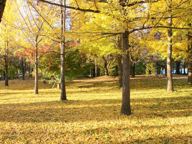一面黄金色。大池公園のイチョウの絨毯。_fujisanbike studio