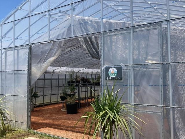 HAKONEKO PLANTS