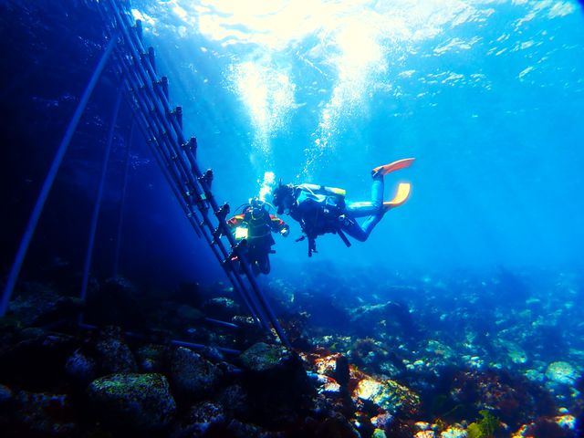 ARROWS DIVE