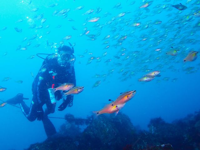 ARROWS DIVE