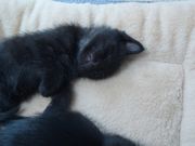 ねこたまの写真2