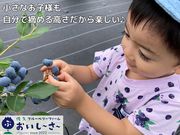 佐久ブルーベリーファーム おいし〜さ〜の写真4