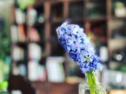green&books 桜の棚の写真2