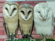 フクロウカフェもふもふ新宿店の写真2