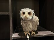 フクロウカフェもふもふ新宿店の写真3