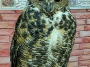 フクロウカフェもふもふ新宿店の写真4