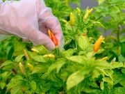 与那国島ツアー むんぶの写真4