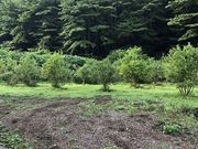 明日果ベリーヒルの写真4