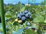 茂原ブルーベリー園の写真3