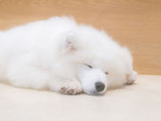 サモエドカフェmoffu原宿の写真4