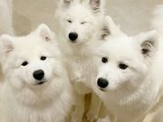 サモエドカフェmoffu原宿の写真2