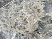 しらす食堂 つしま神社店の写真4