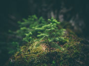 植林体験イベントの写真3