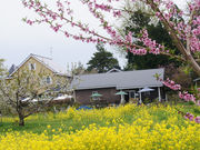 GARDEN 大きなくりの木の下での写真3