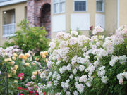 GARDEN 大きなくりの木の下での写真4