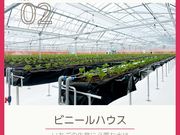 宗像いちごファームの写真2
