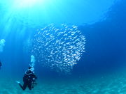 SUNla伊豆ダイビング(サンライズ)の写真2