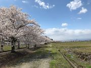 まほろばの緑道の写真2