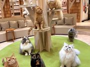 猫カフェ MOCHA 宮崎橘通店の写真2