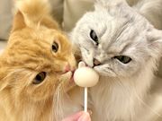 猫カフェ MOCHA 宮崎橘通店の写真3