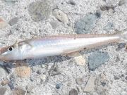 釣り東北の写真4