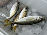 釣り東北の写真3