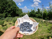 OKB農場 Berry's farm 池田の写真2