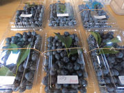 OKB農場 Berry's farm 池田の写真3