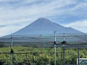 ブルーベリーみさきの写真4