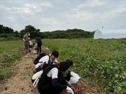 KBファーム(さつまいも園)の写真2
