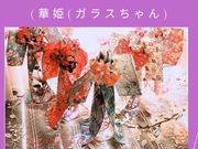 カミツレの写真3