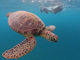LOUTRE ISHIGAKIの写真4