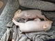 オルカドラゴンの写真2