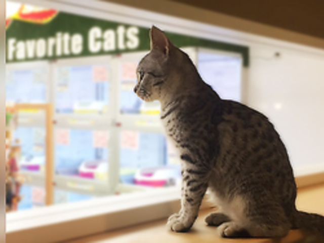 猫カフェ 猫喫茶 空陸家plus大久保店の写真1